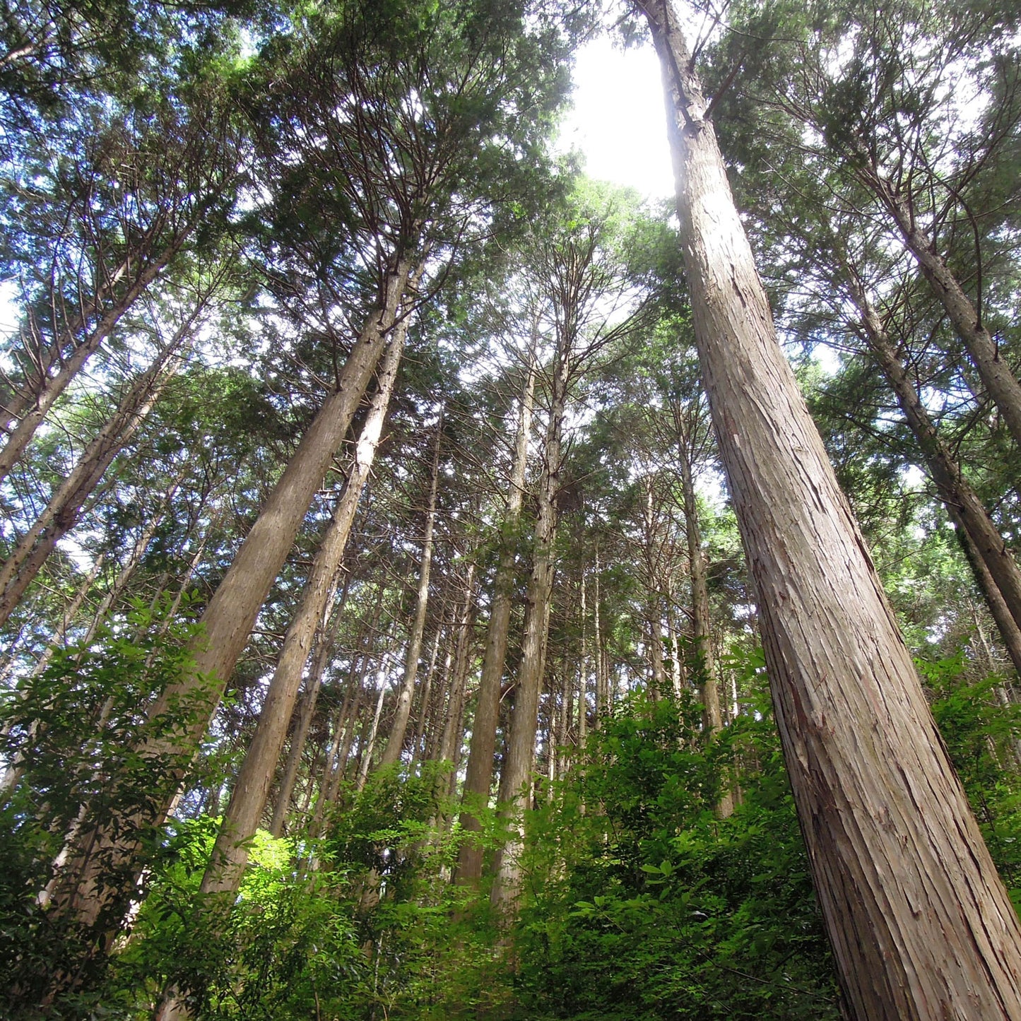 薪 端材 細長材 薪割不要 薪ストーブ ダルマストーブ 焚き付け材